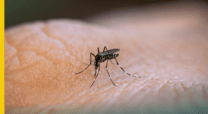 Prevenção contra o mosquito Aedes aegypti é sempre a melhor solução