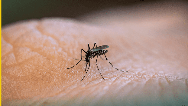 Prevenção contra o mosquito Aedes aegypti é sempre a melhor solução