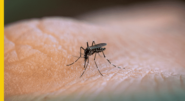 Prevenção contra o mosquito Aedes aegypti é sempre a melhor solução